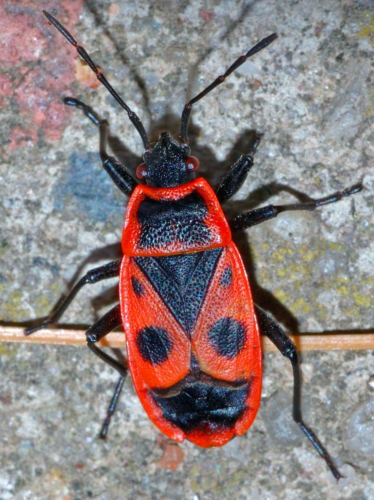 Firebug
