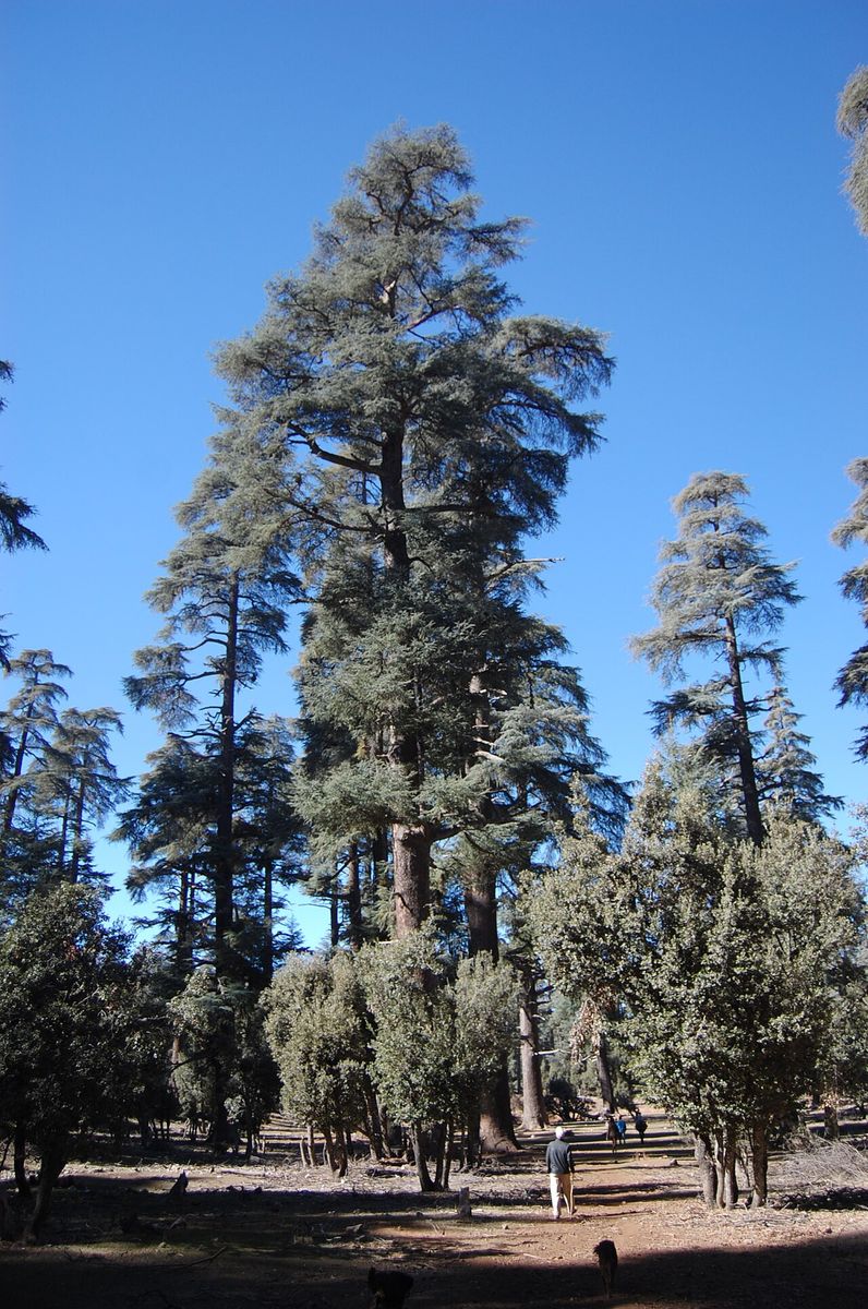 Evergreen Oak