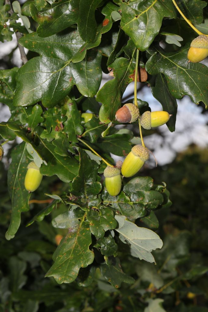 Pedunculate Oak
