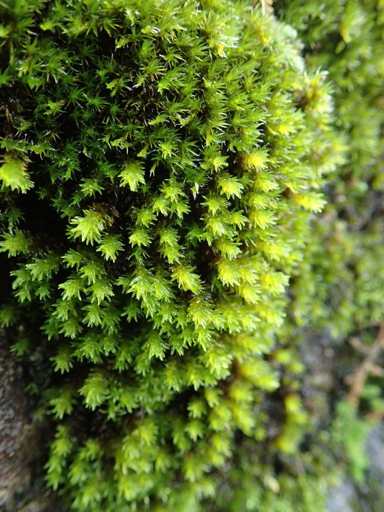 Yellow Fringe-moss