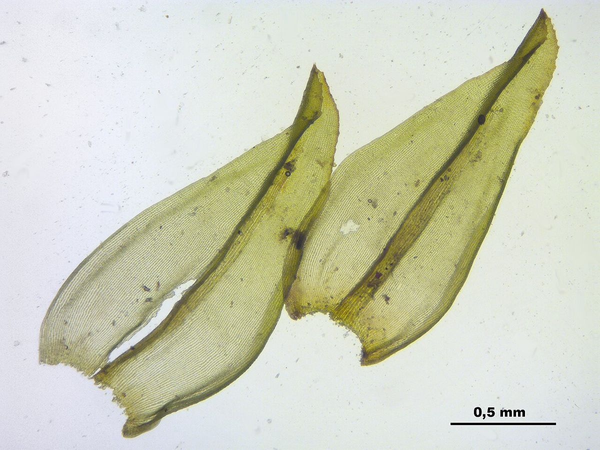 Narrow-leaved Fringe-moss