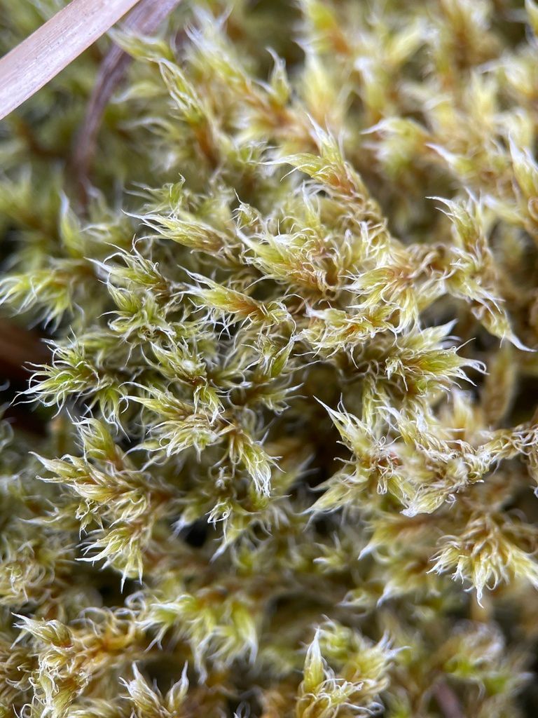 Woolly Fringe-moss