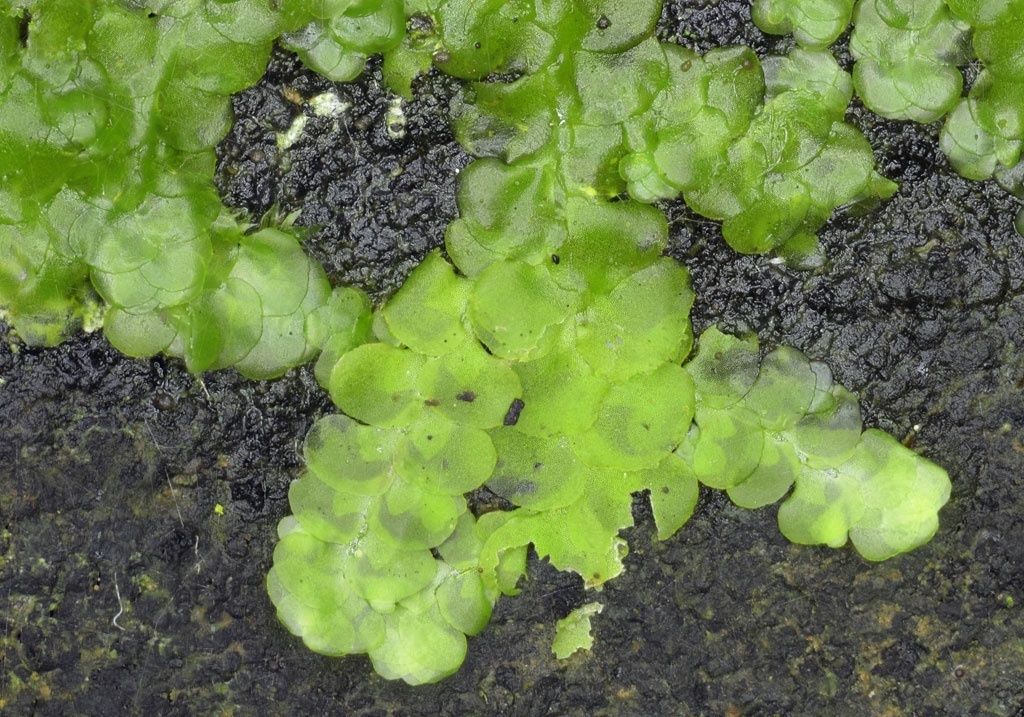Even Scalewort