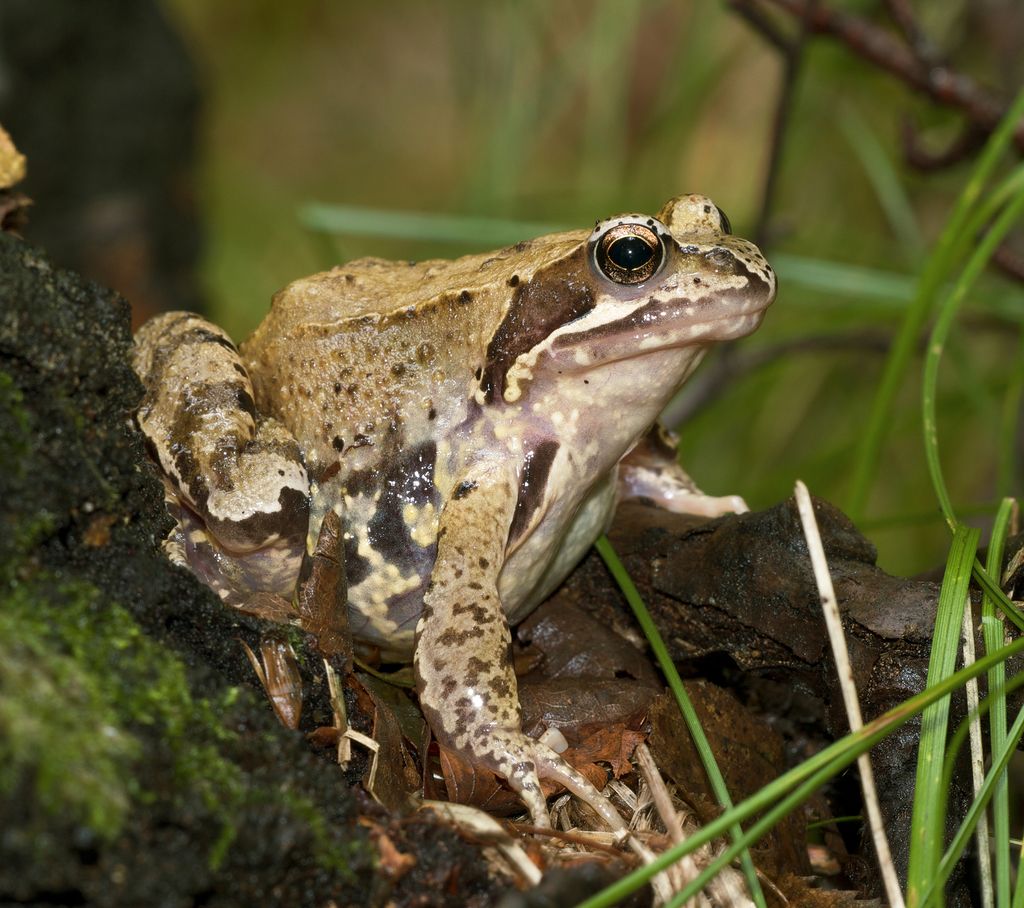 Common Frog
