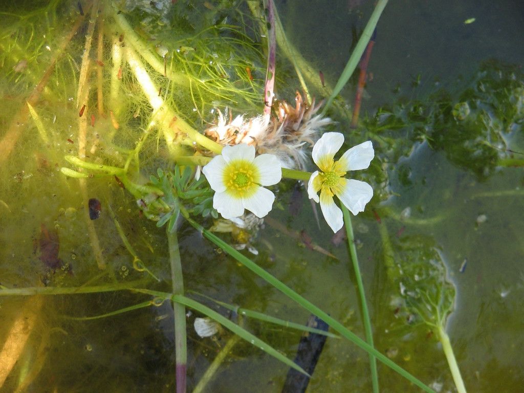 Common Water-crowfoot