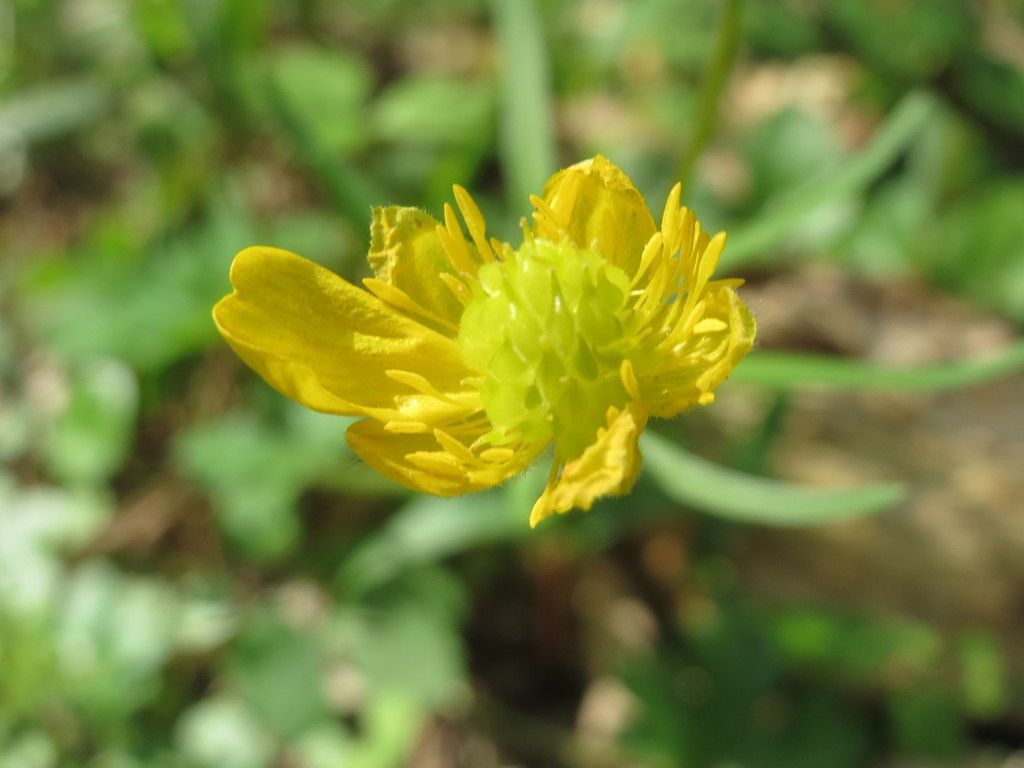 Goldilocks Buttercup