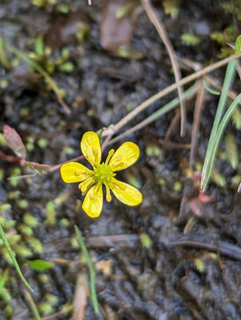Lesser Spearwort