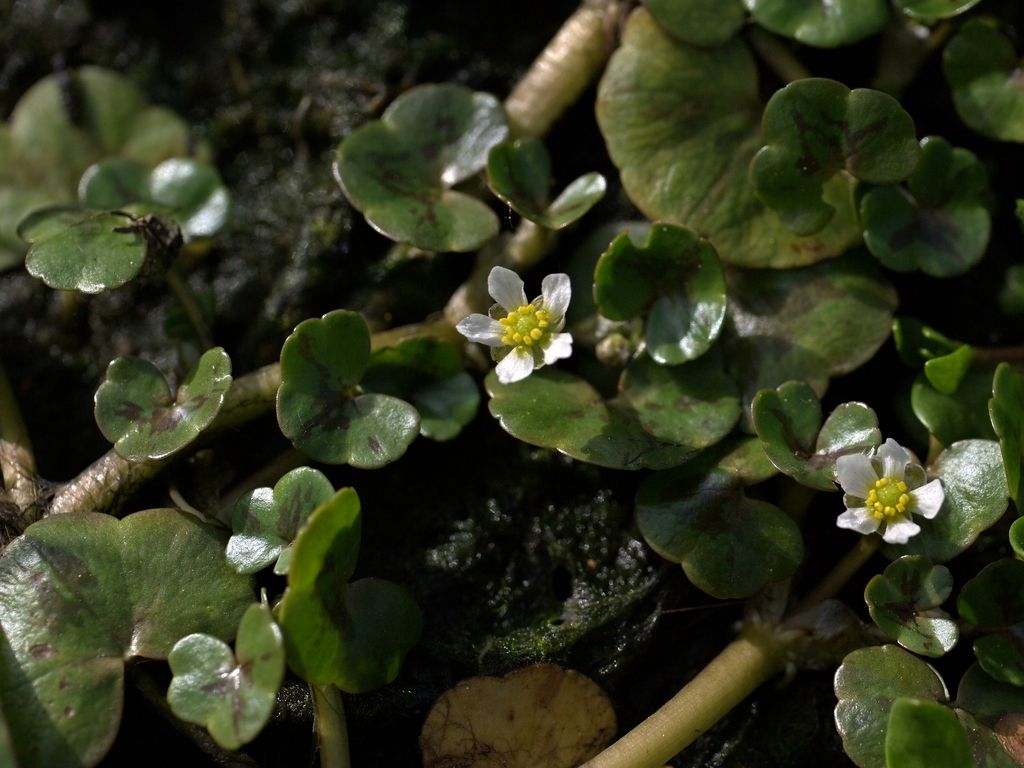 Ivy-leaved Crowfoot
