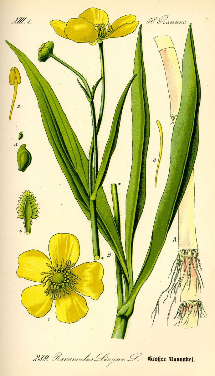 Greater Spearwort