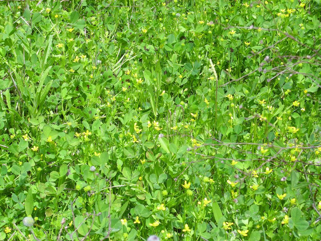 Small-flowered Buttercup