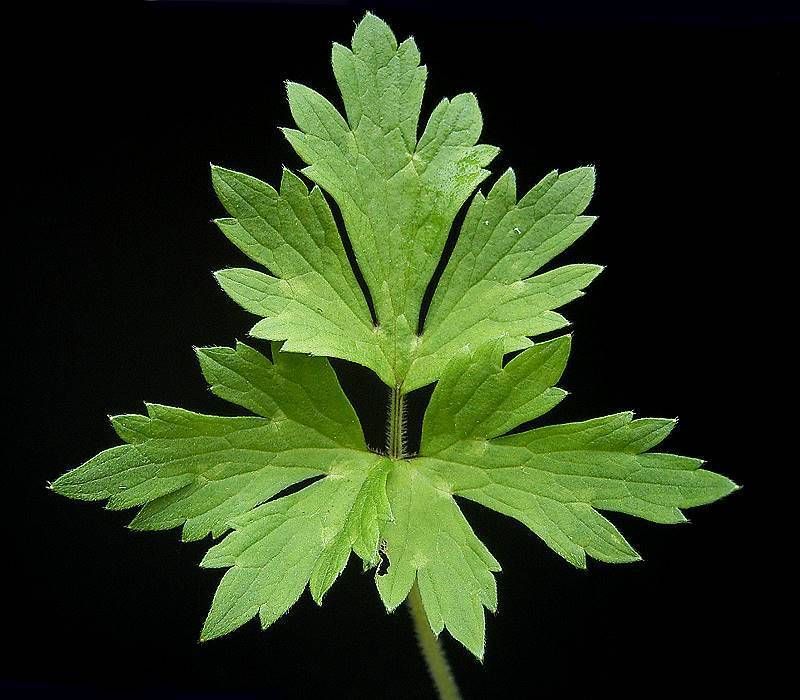 Creeping Buttercup