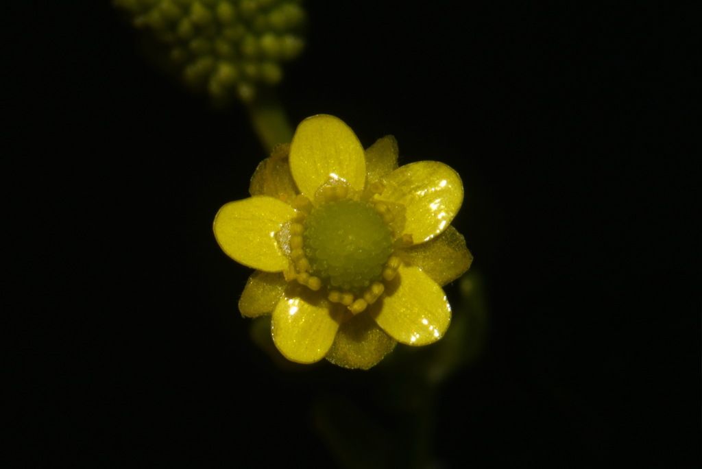 Celery-leaved Buttercup