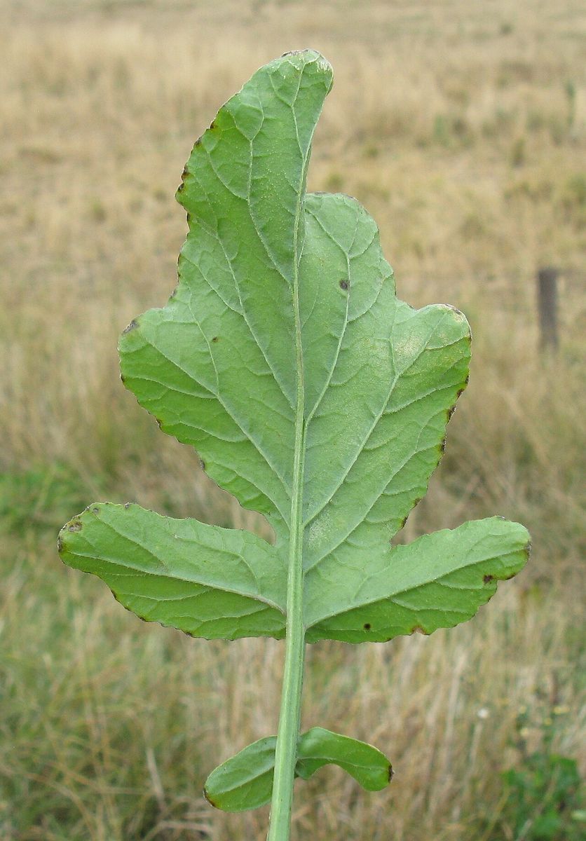 Bastard Cabbage