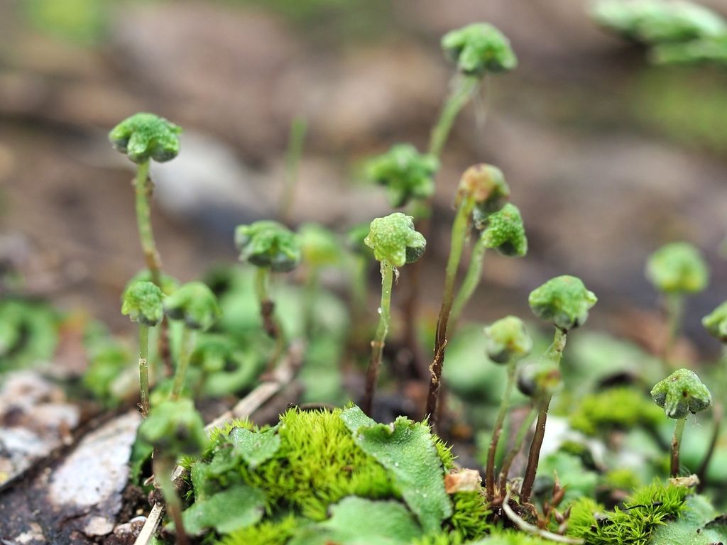Hemisphaeric Liverwort