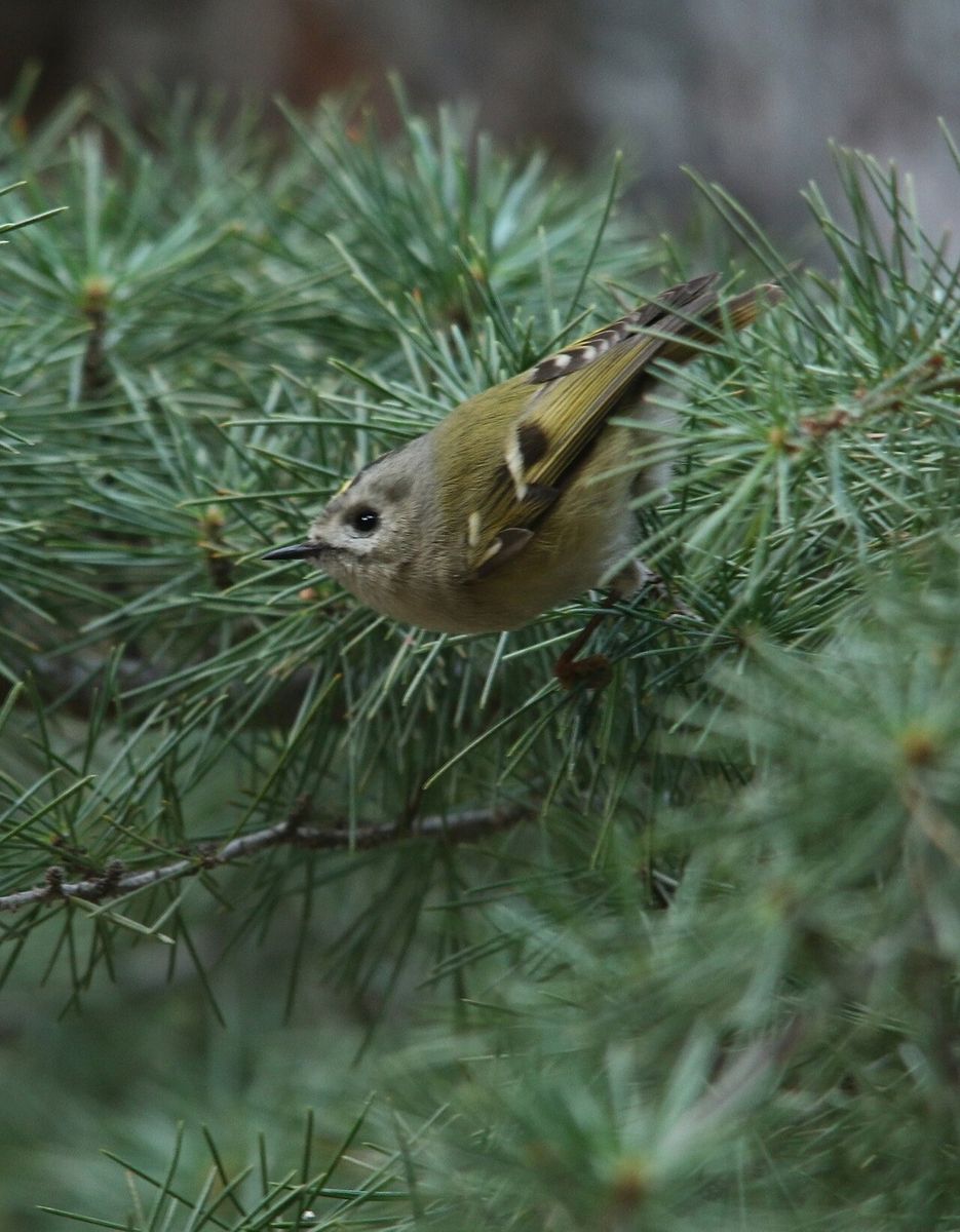 Goldcrest