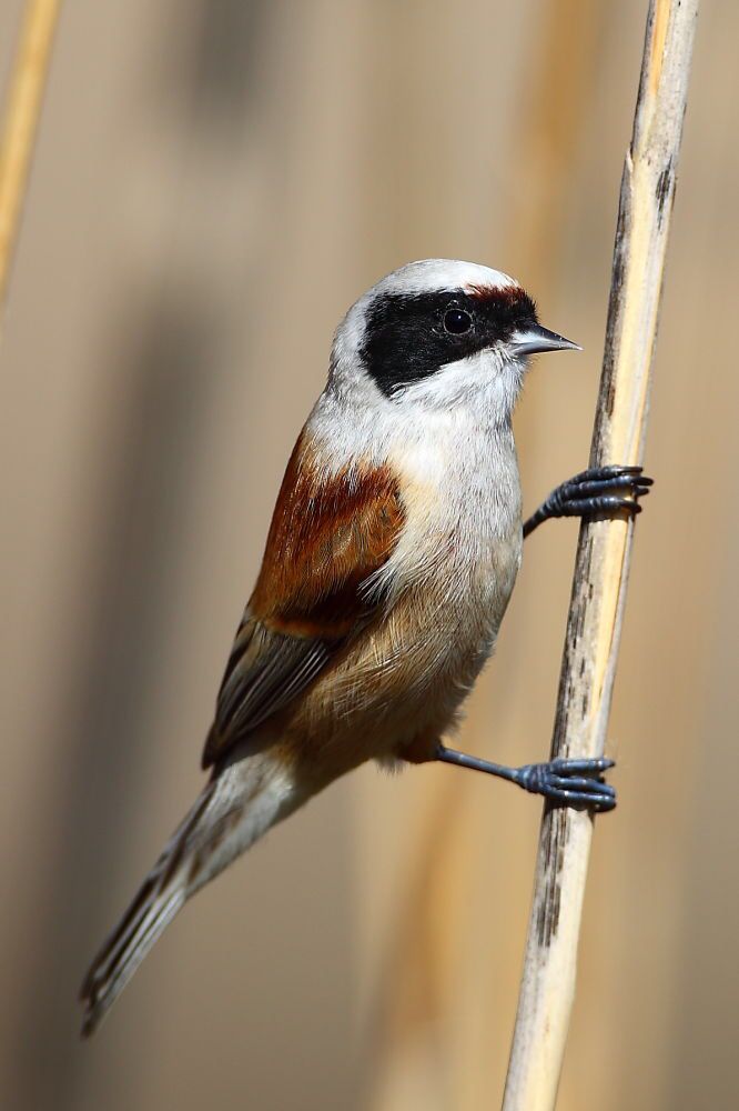 Eurasian Penduline-Tit