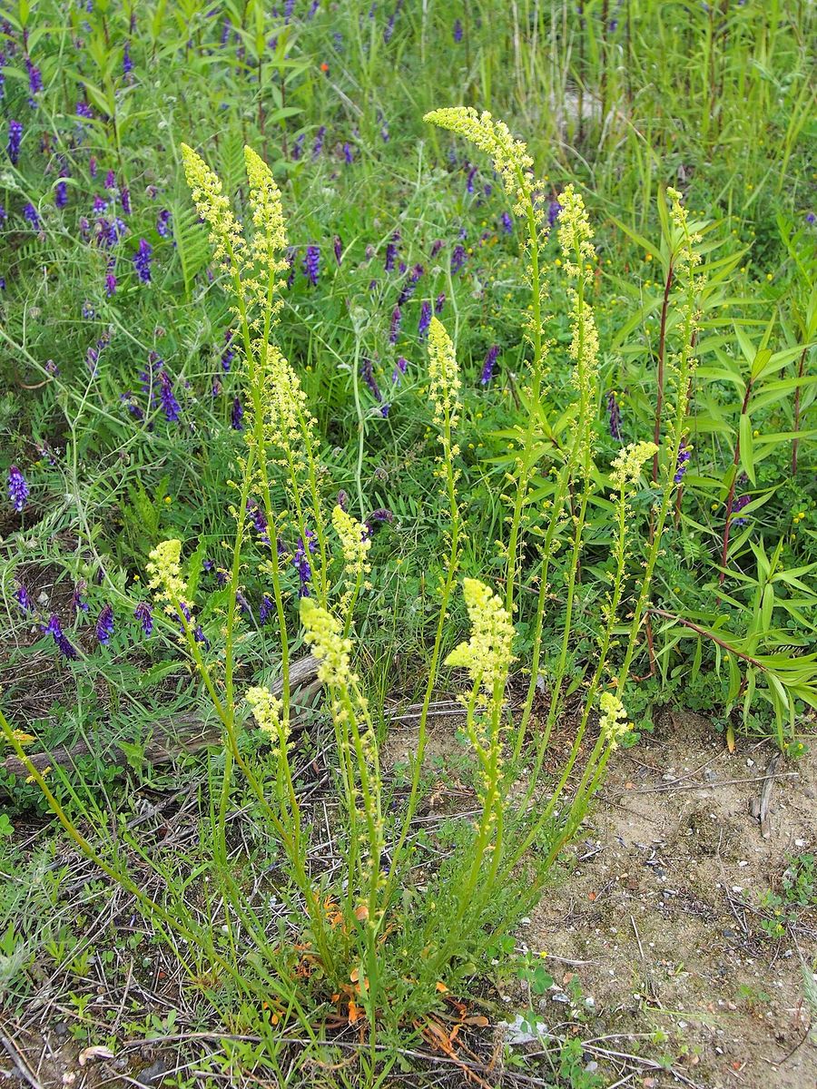 Wild Mignonette