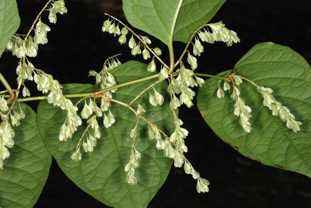 Japanese Knotweed
