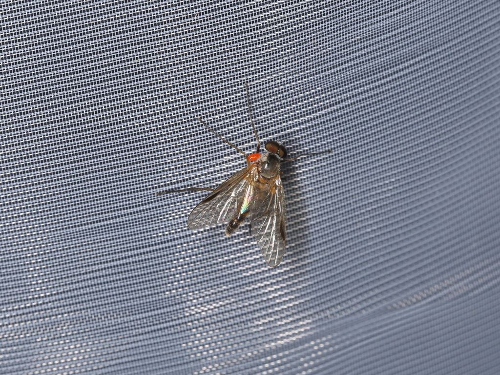 Small Fleck-winged Snipefly
