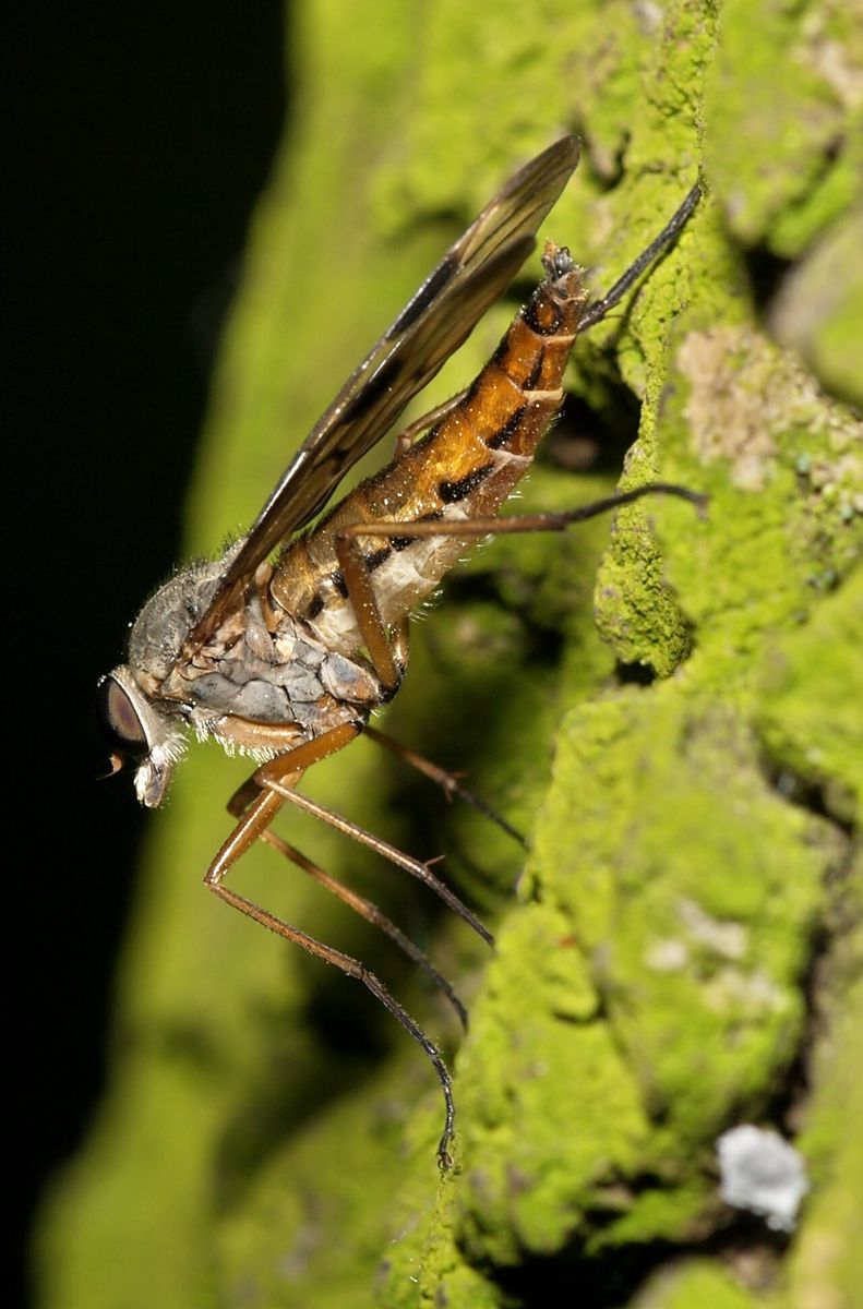 Downlooker Snipefly