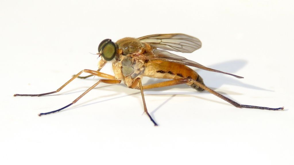 Marsh Snipefly