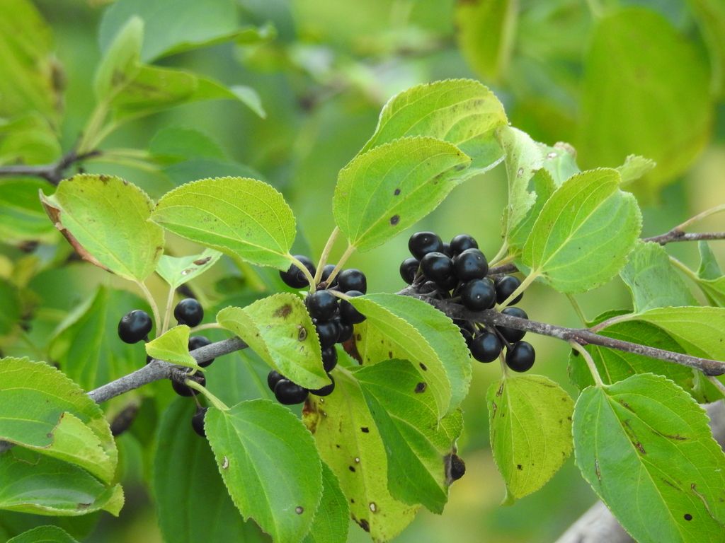 Buckthorn