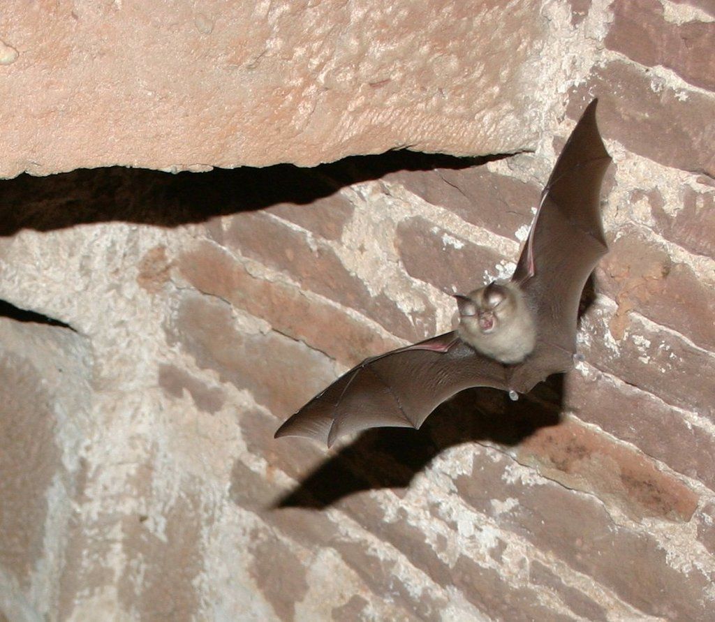 Lesser Horseshoe Bat