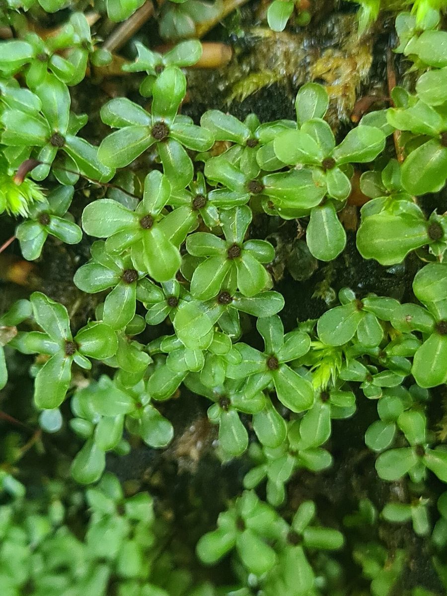 Dotted Thyme-moss