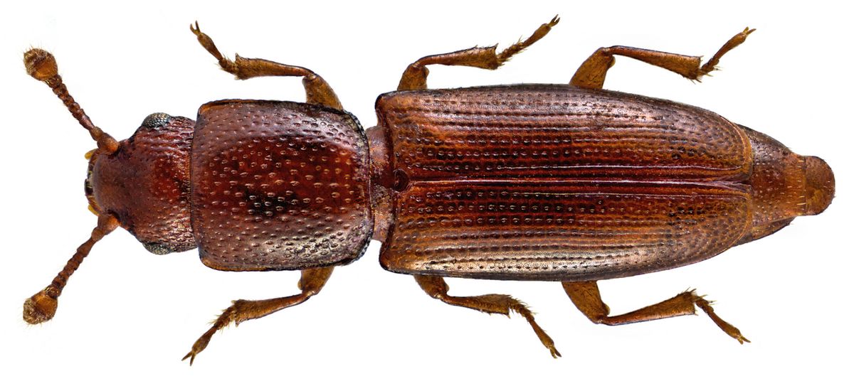 Graveyard Beetle