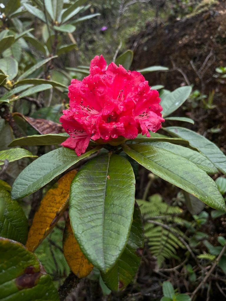 Tree Rhododendron