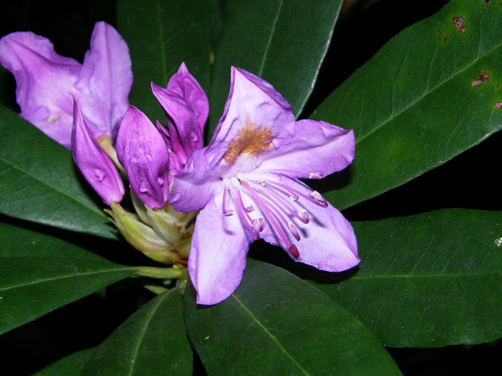 Rhododendron