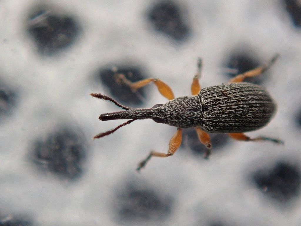 Hollyhock Weevil