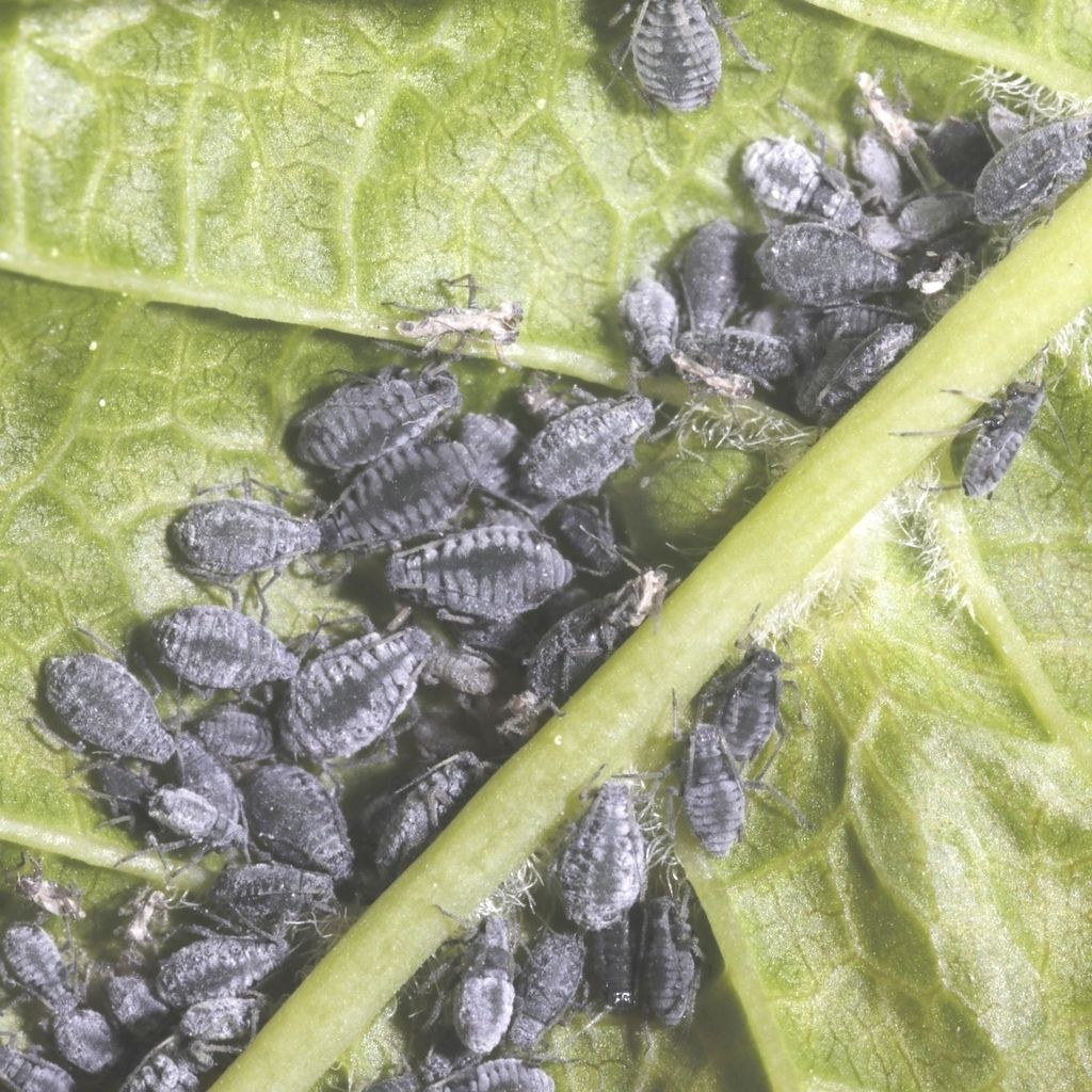 Bird Cherry-oat Aphid