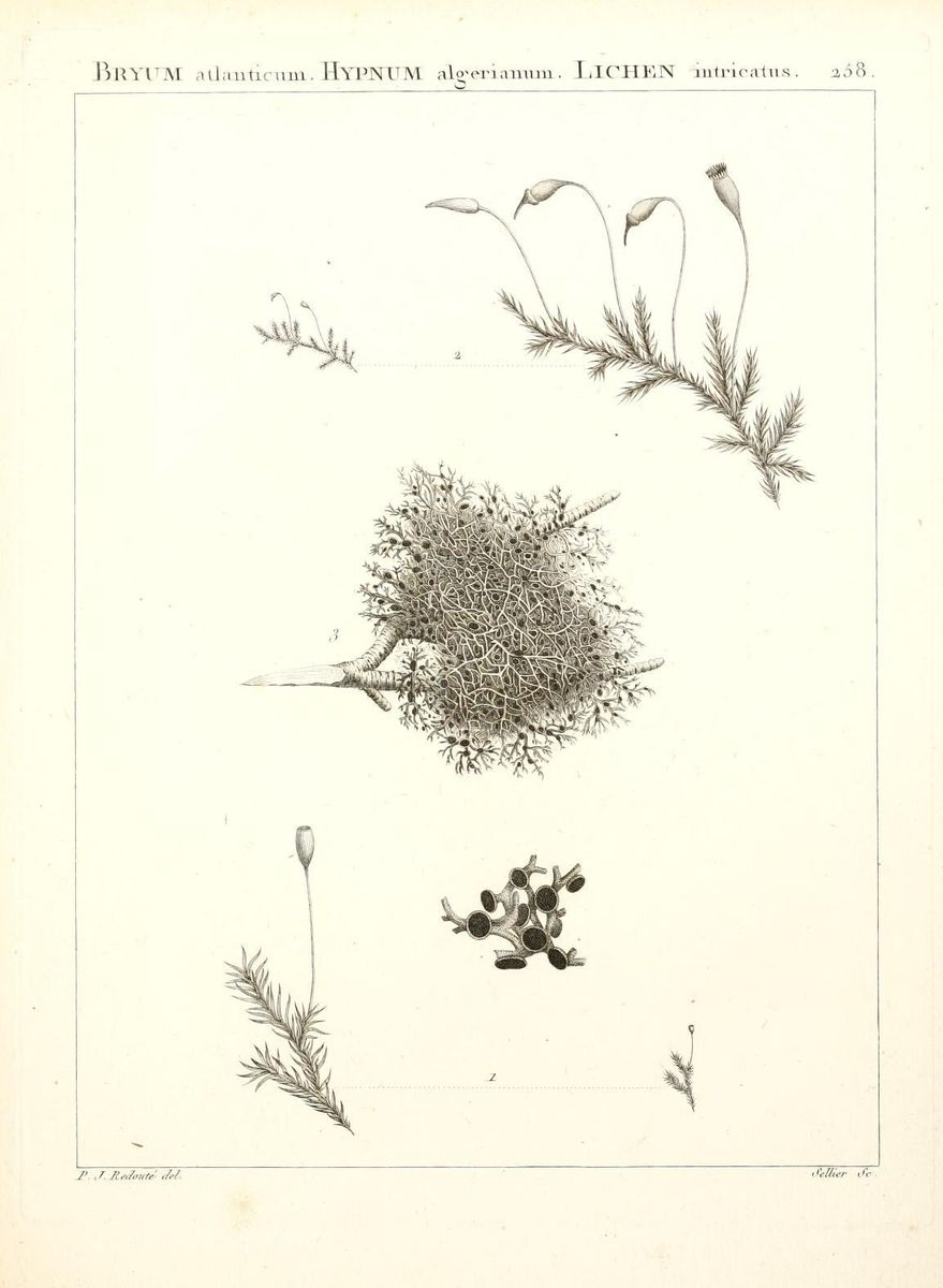 Tender Feather-moss