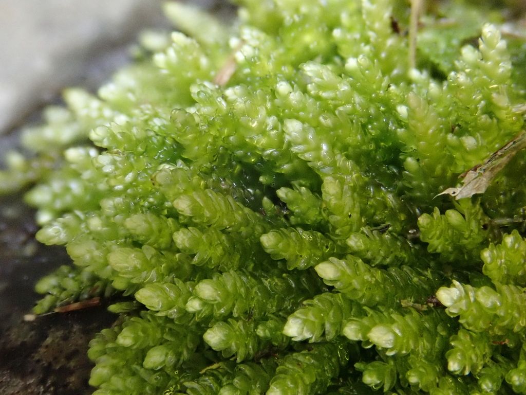 Wall Feather-moss