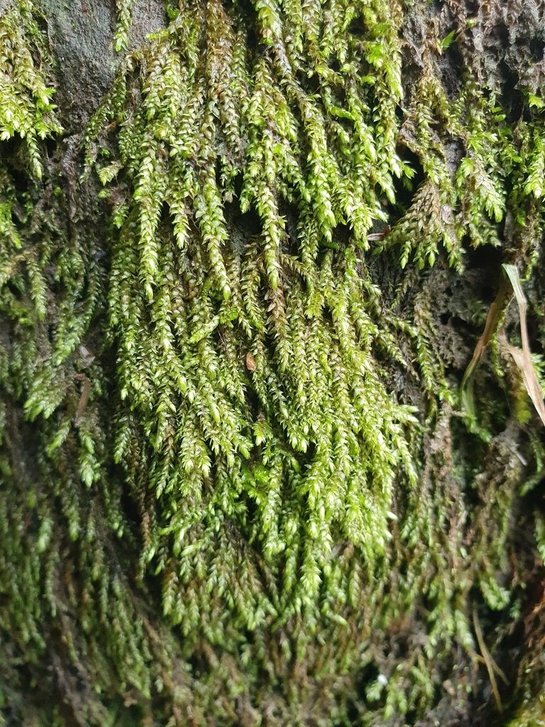 Long-beaked Water Feather-moss