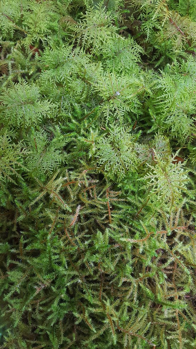 Little Shaggy-moss