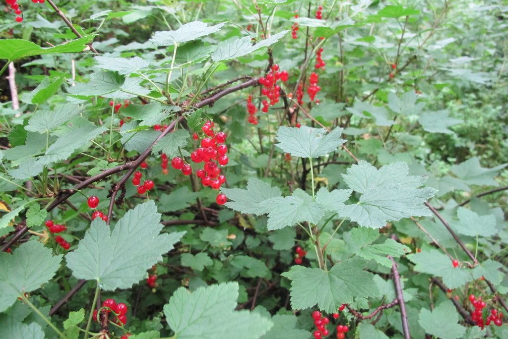 Red Currant