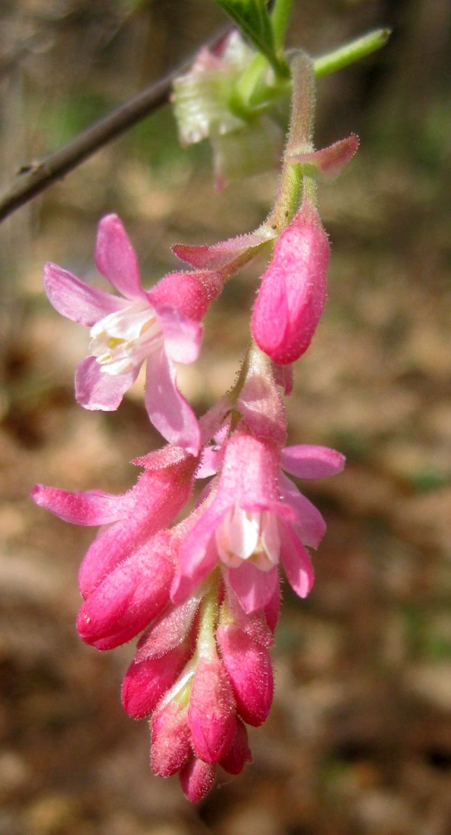 Flowering Currant