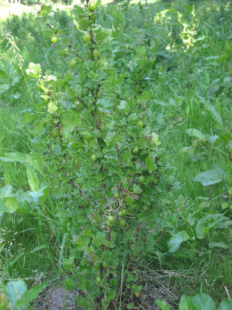 Gooseberry