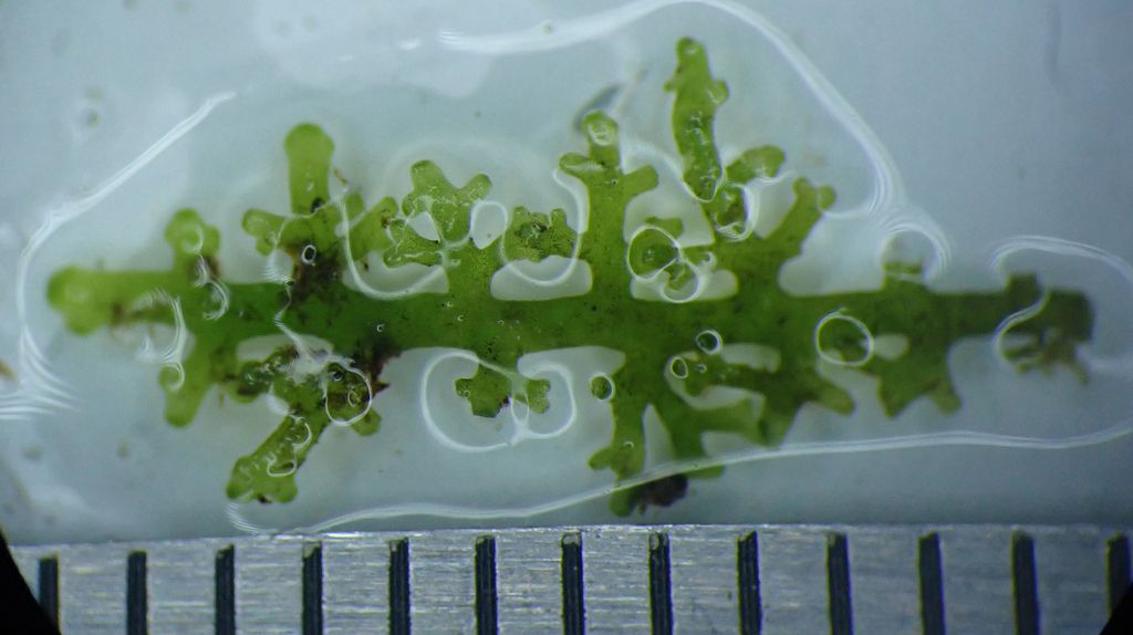 Jagged Germanderwort