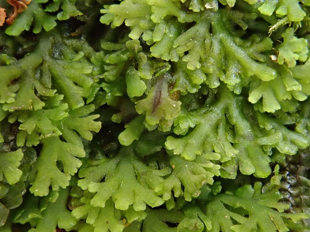 Delicate Germanderwort