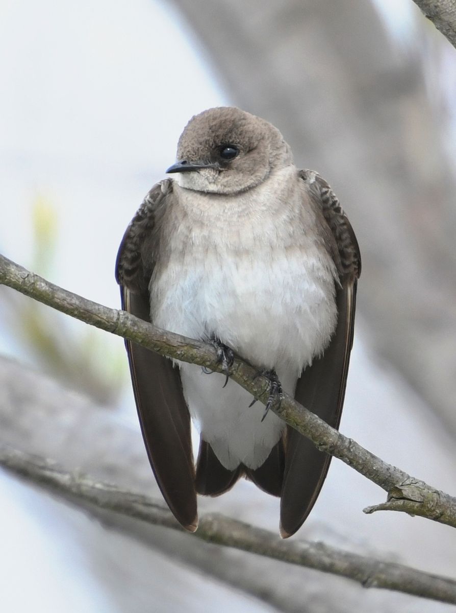 Bank Swallow