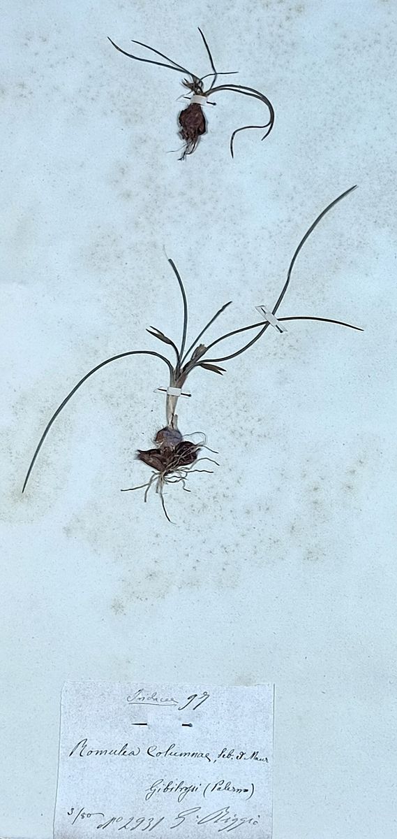 Sand Crocus