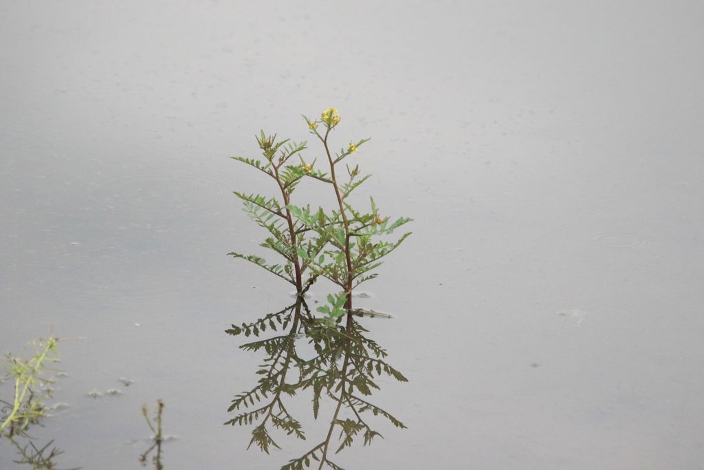 Marsh Yellow-cress