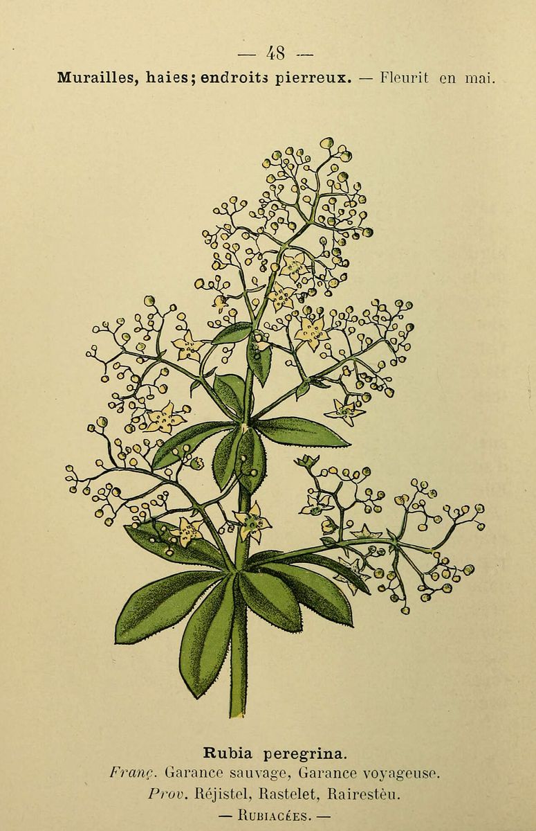 Wild Madder