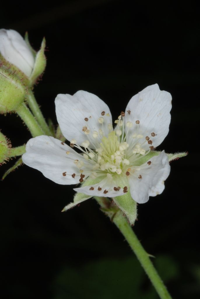 Dewberry