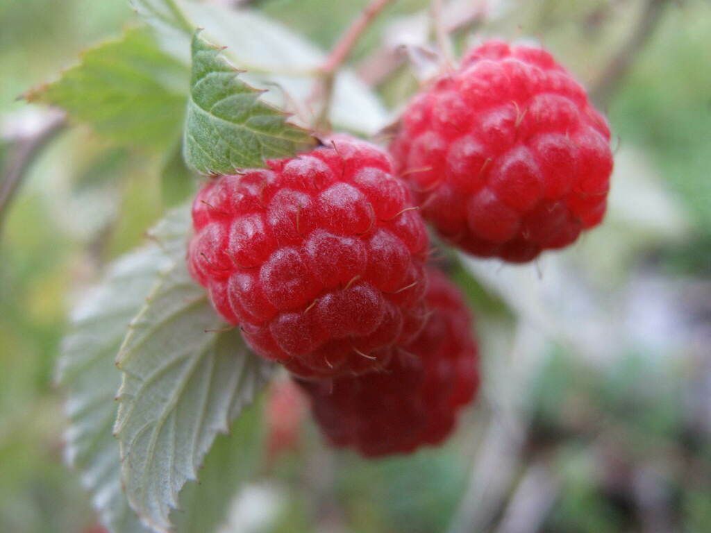 Raspberry