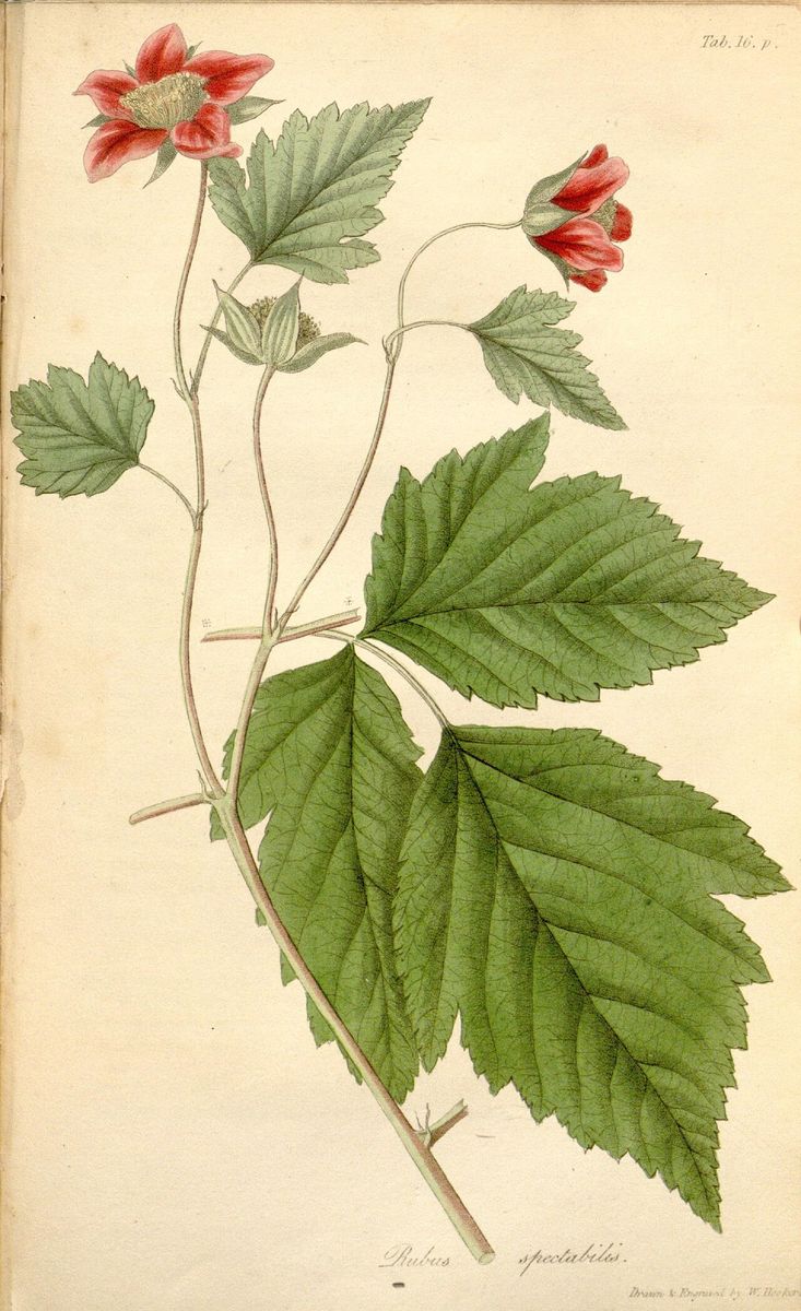 Salmonberry