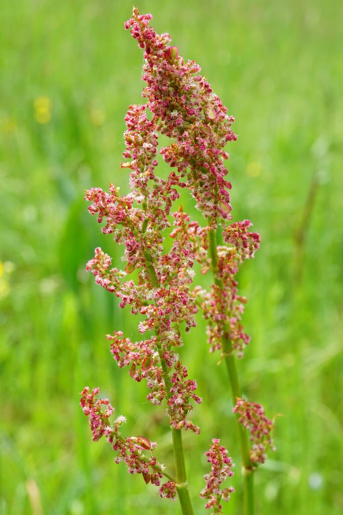 Common Sorrel